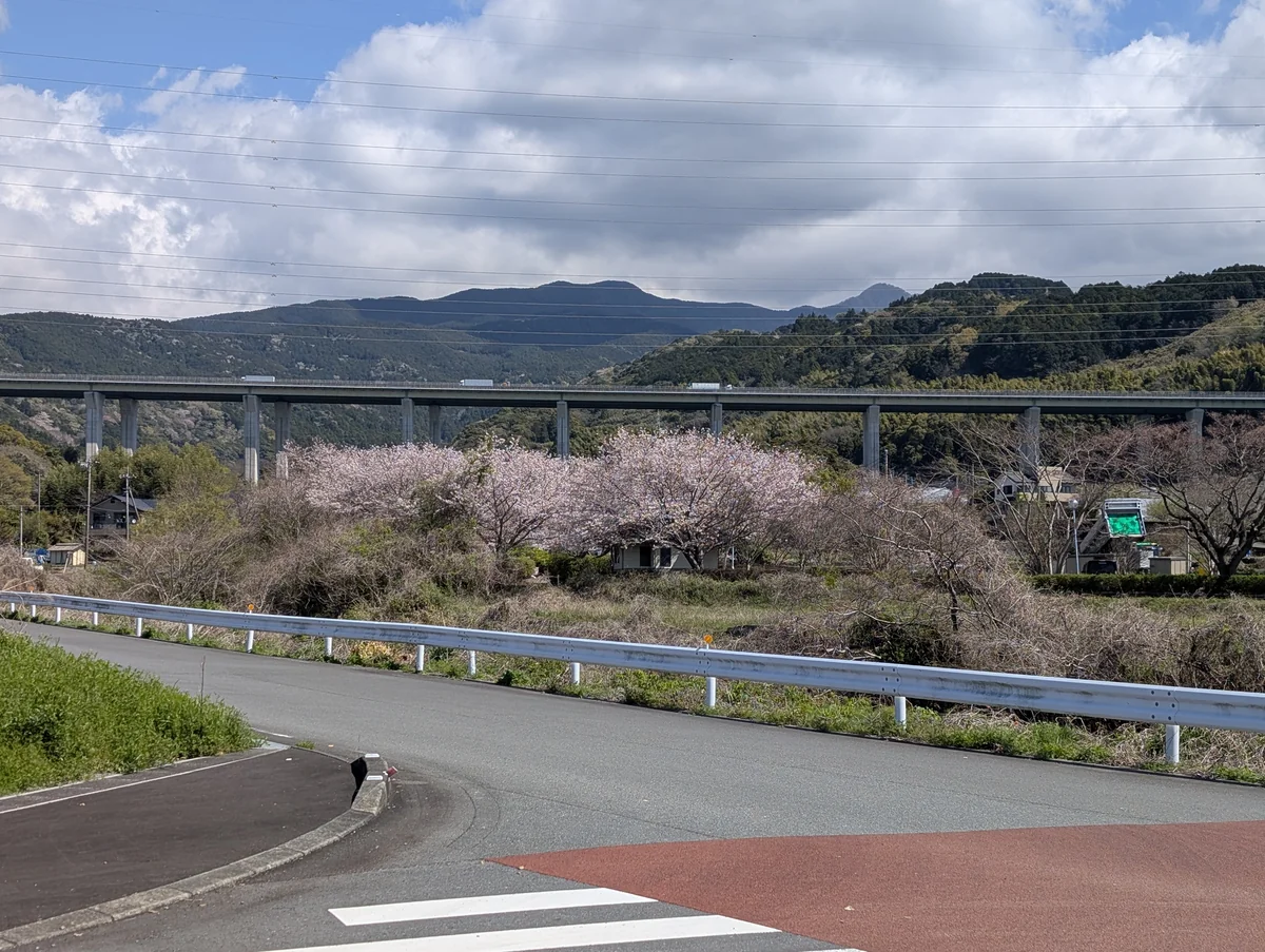 新東名高速道路の高架下付近、道中にある軍人墓地周辺に咲く数本の桜の風景