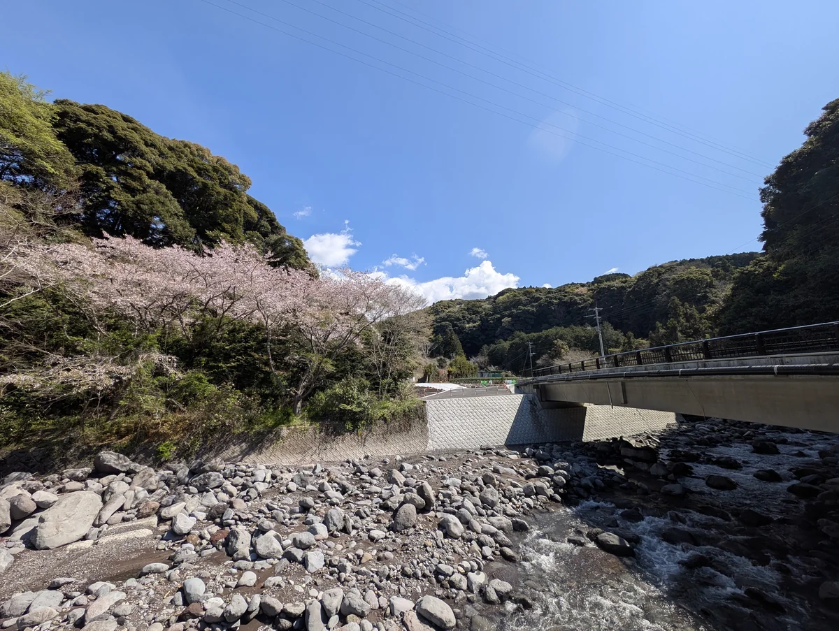 須津川渓谷へ向かう途中の橋のそばにある、川沿いの桜