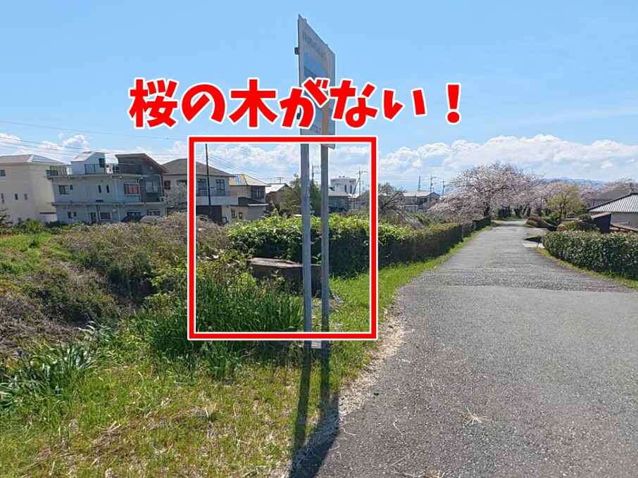 須津川鉄橋脇の桜の木が切られていて無くなっている