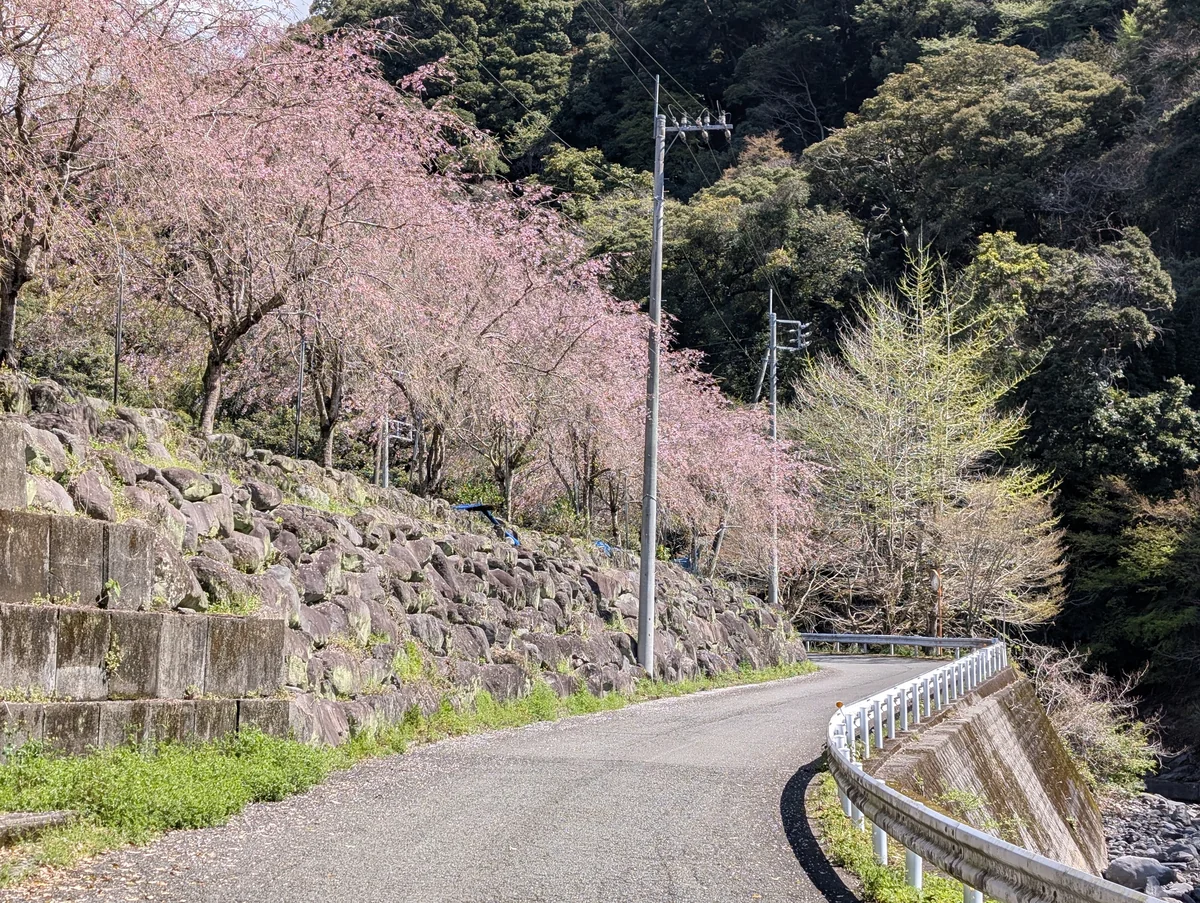 須津川渓谷へ続く山道沿いにある、石垣の上に咲くしだれ桜のような桜並木