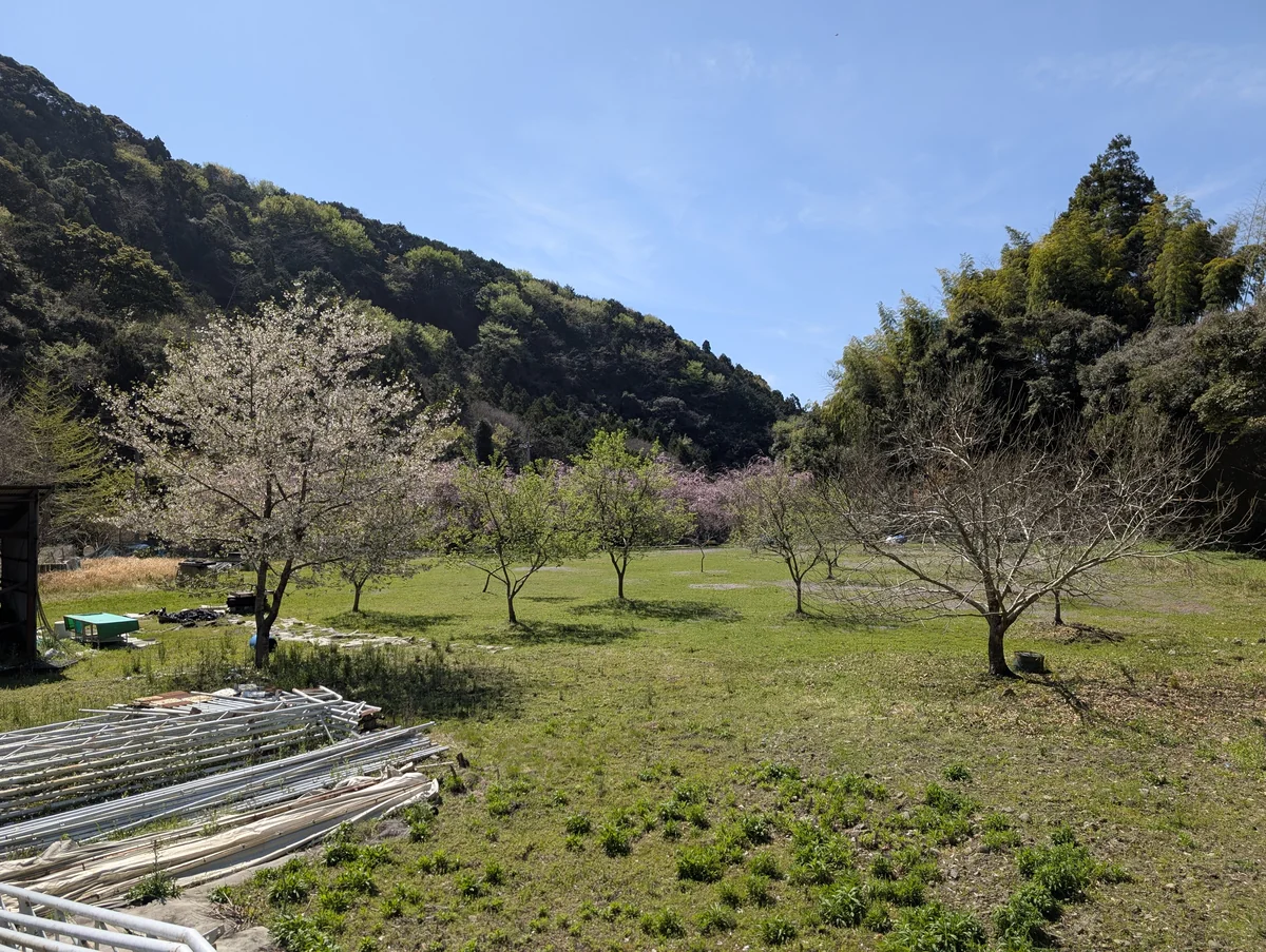 須津川渓谷の道中にある開けた広場と、そこに咲く数本の桜の木