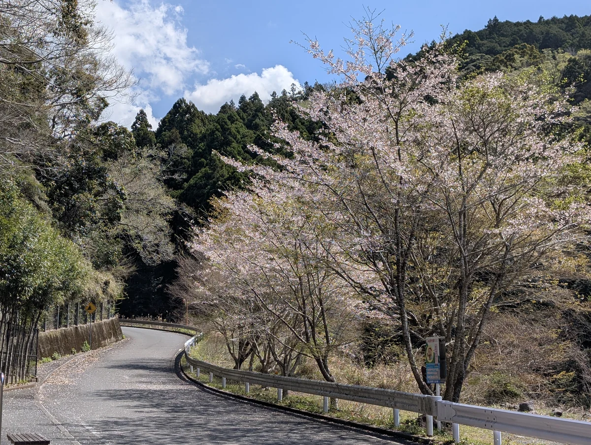 須津川渓谷の公衆トイレ付近の道沿いに咲いている、少し葉が出始めた桜の木