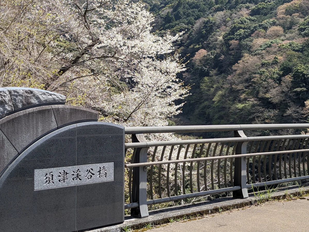 須津渓谷橋の重厚な親柱と、橋の奥の斜面に咲く立派な桜の木