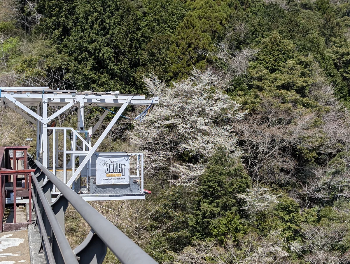 須津渓谷橋に設置されたバンジージャンプのジャンプ台と、そのすぐ隣に咲く満開に近い桜