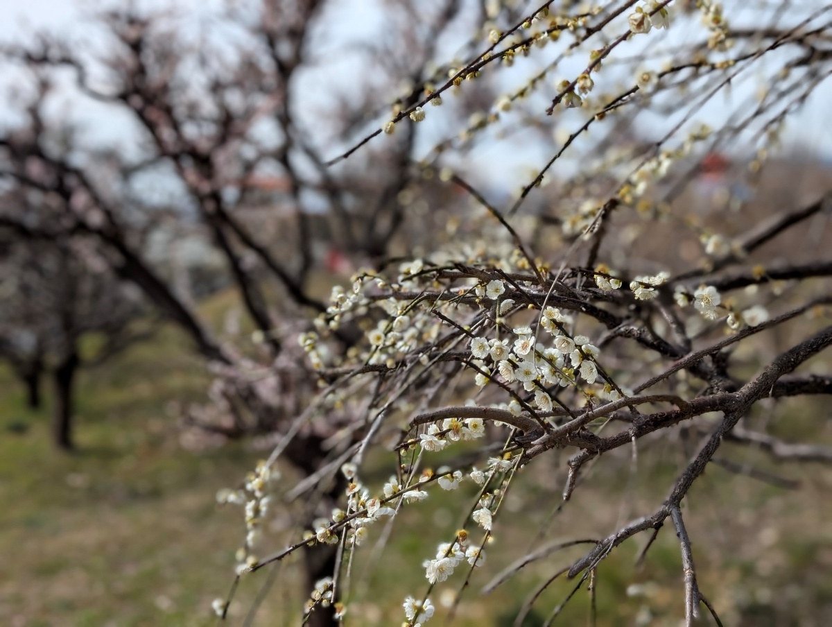 広見公園の梅