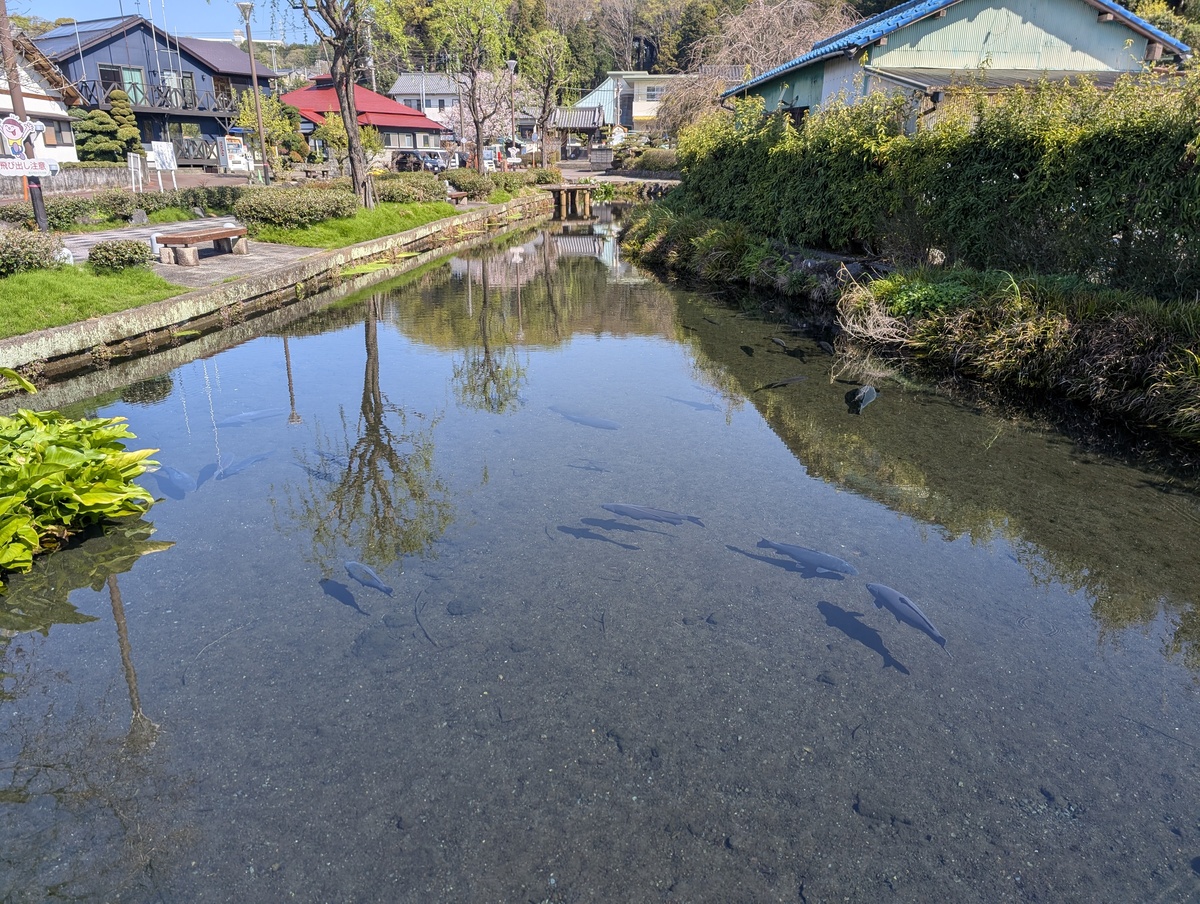 泉の郷湧水公園の澄んだ水路を優雅に泳ぐ鯉の群れ