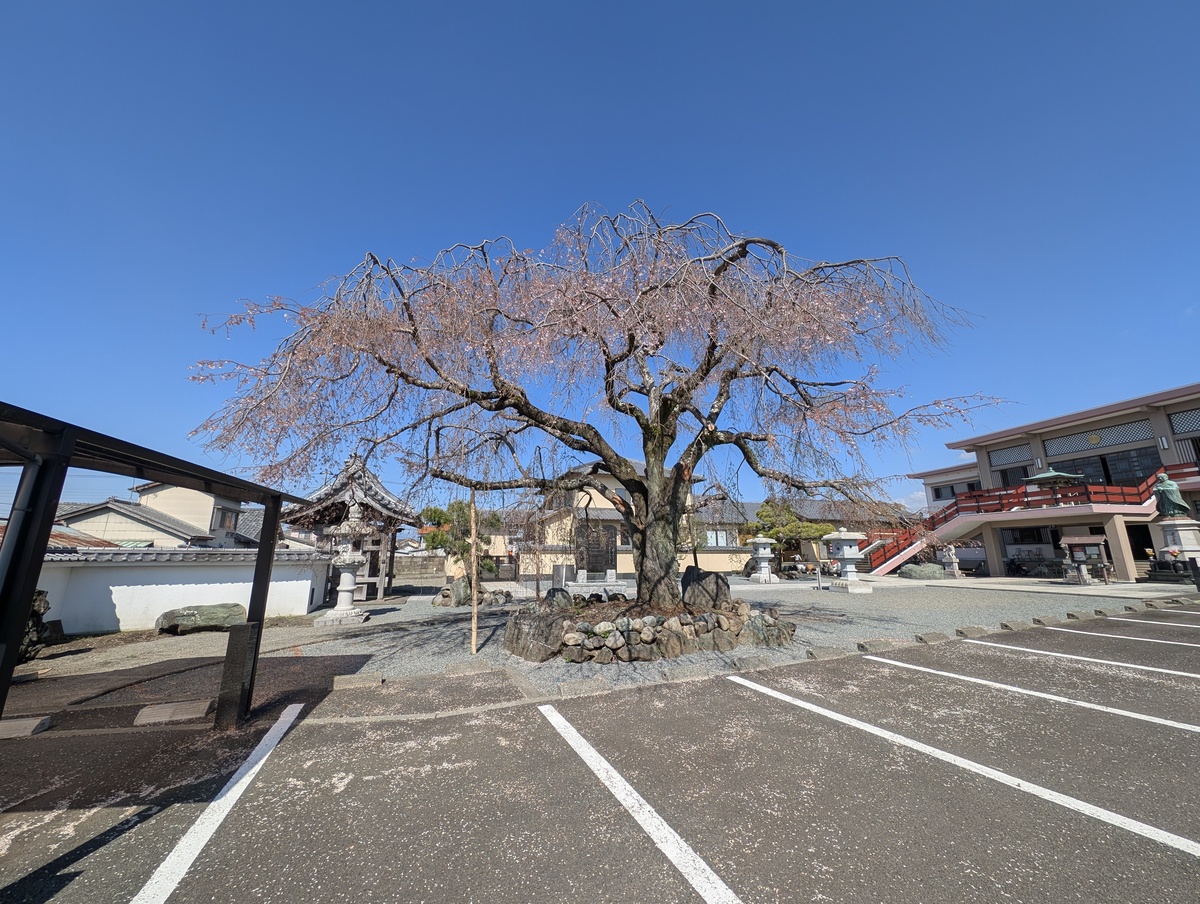 富士市本妙寺の駐車場から撮影した、花が散った後の大きなしだれ桜の風景