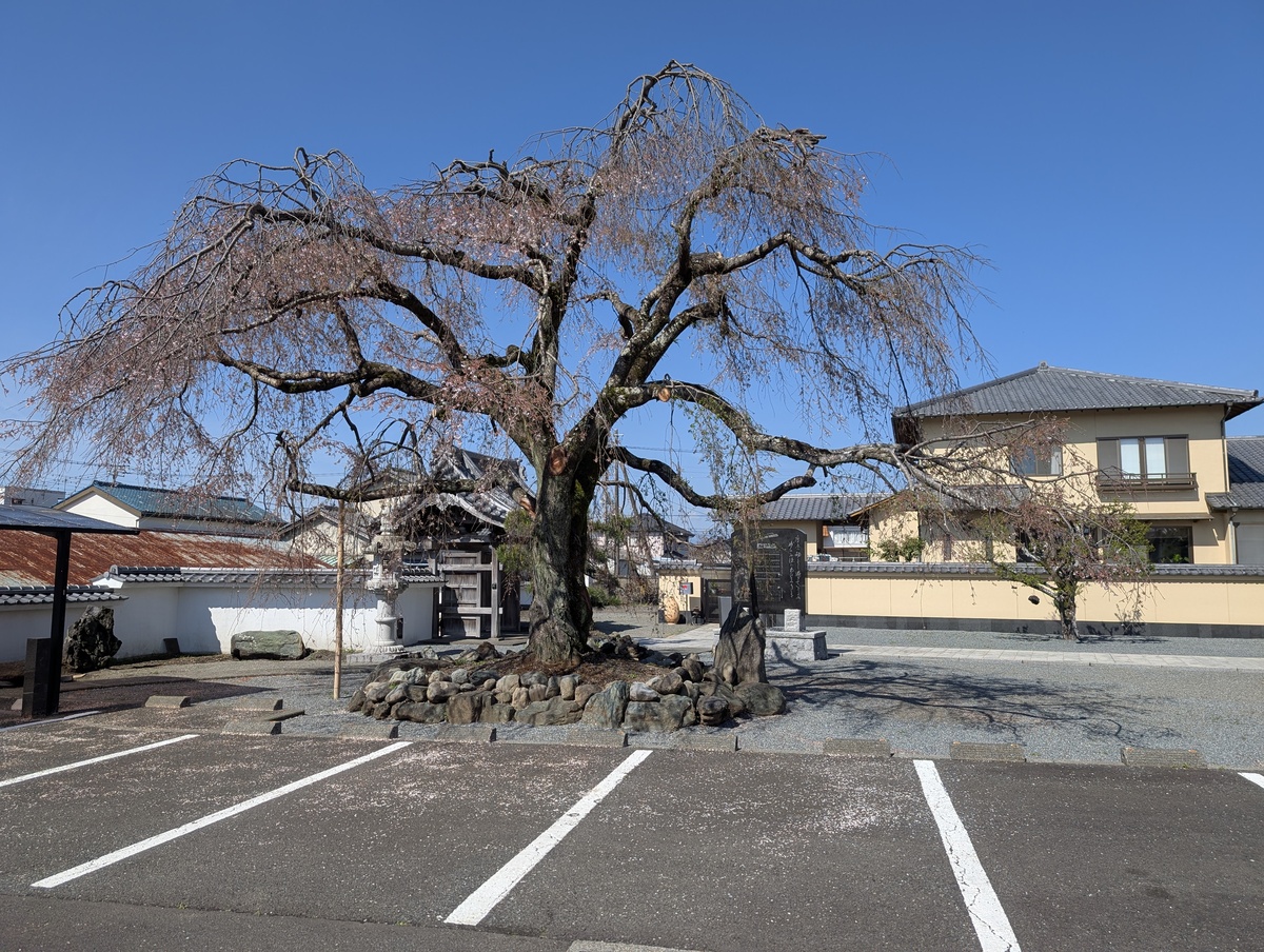本妙寺の白い土壁に囲まれた境内に立つ、枝ぶりの良いしだれ桜