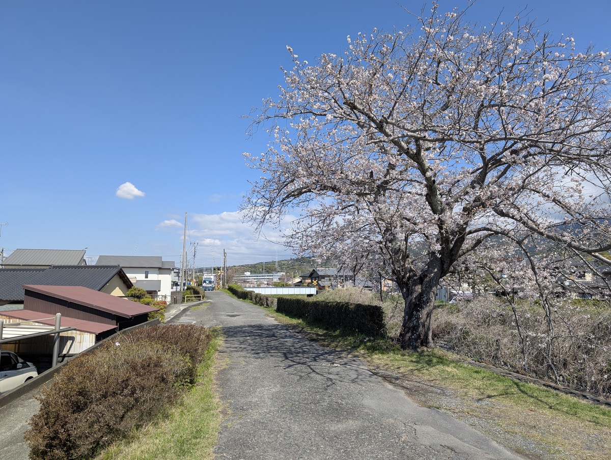 須津川鉄橋と桜