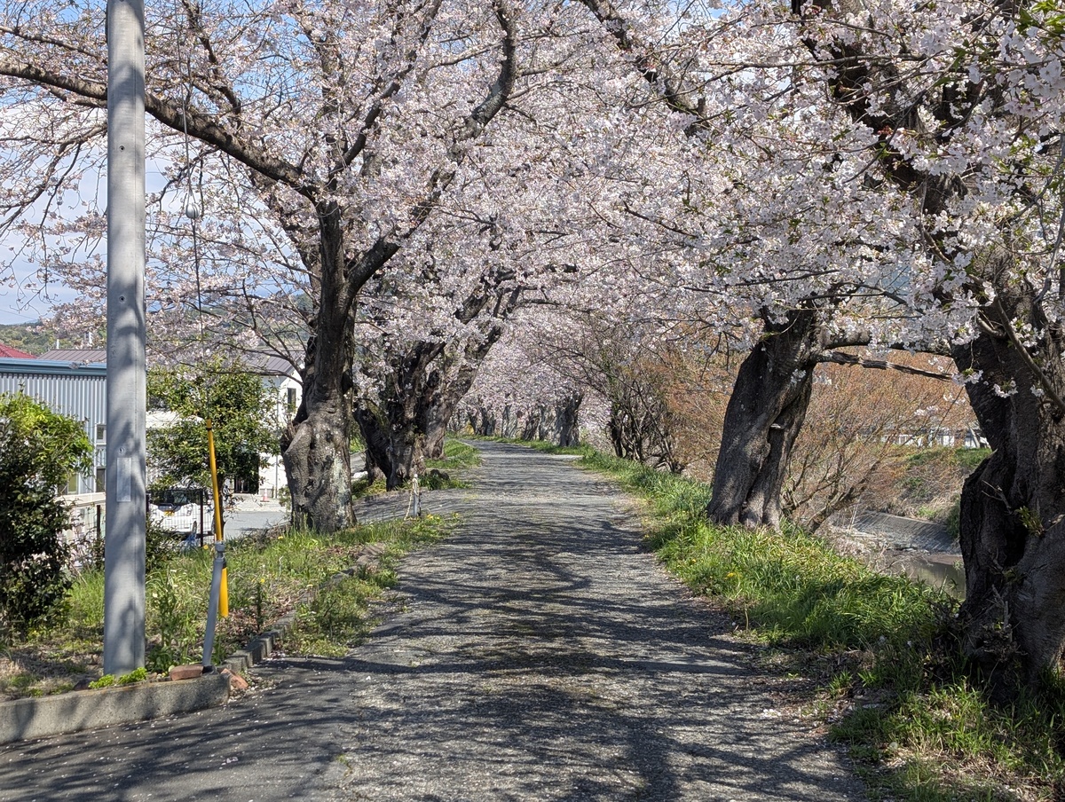 須津川沿いに続く立派な桜並木と、その下を通る散歩道