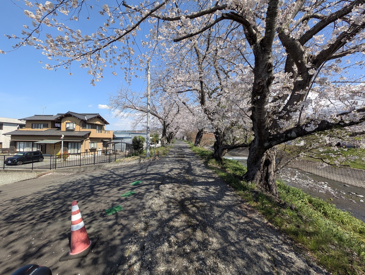 須津川沿いに咲く桜と、車道としても利用されている道