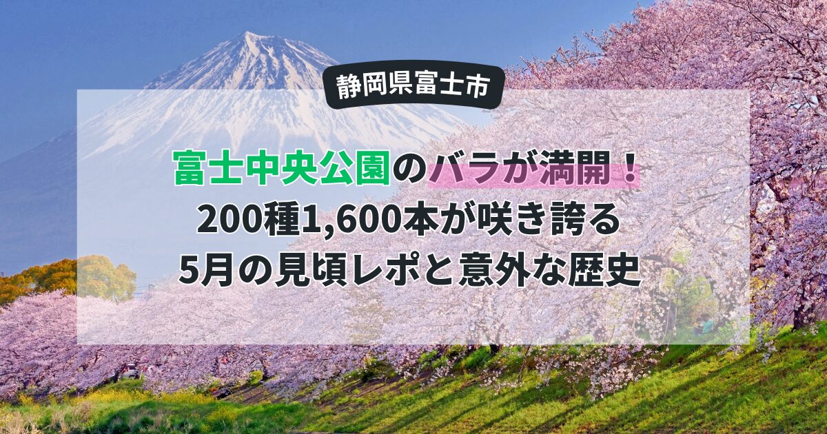 【富士市】富士中央公園のバラが満開！200種1,600本が咲き誇る5月の見頃レポと意外な歴史