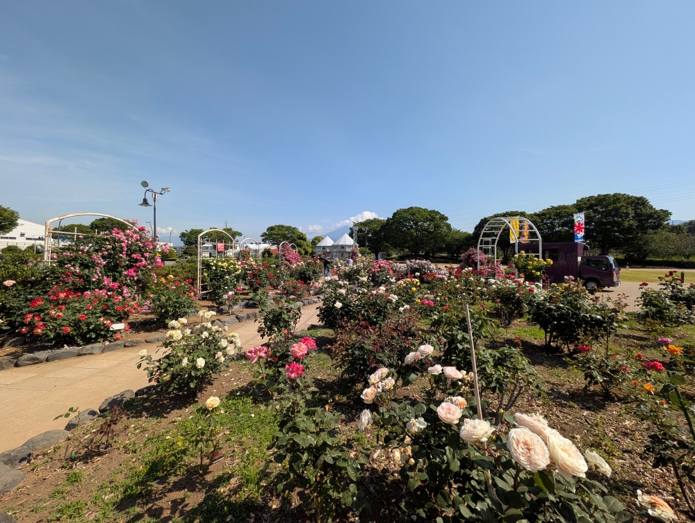 富士中央公園のバラ園と富士山とキッチンカー