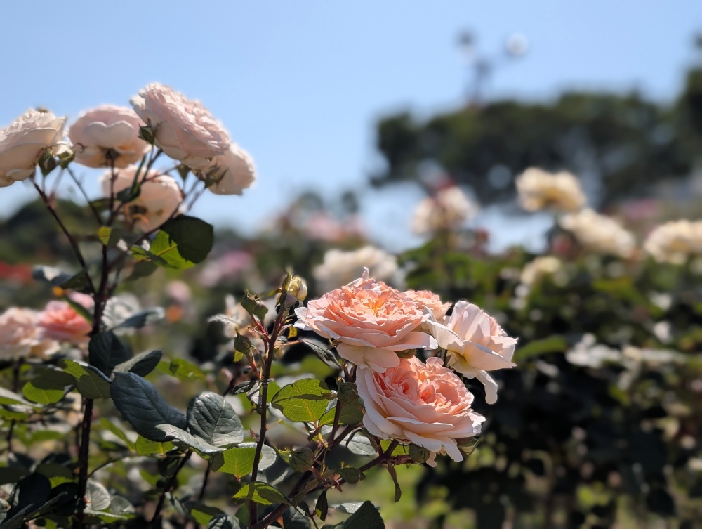 富士中央公園のバラのアップ