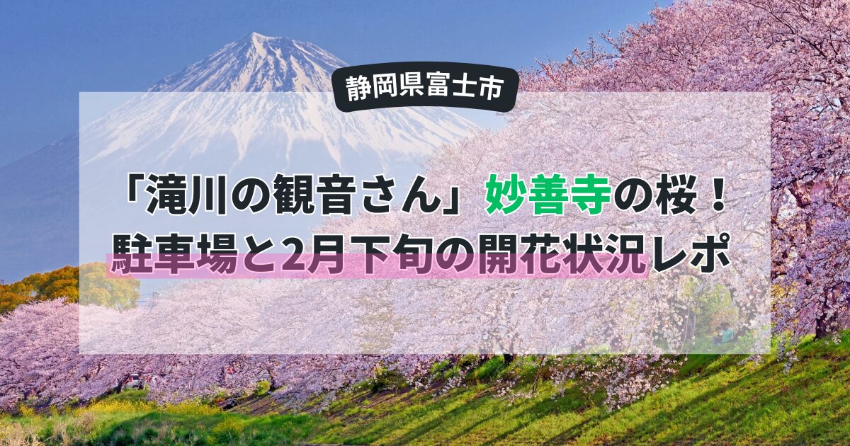 【富士市】「滝川の観音さん」妙善寺の桜！駐車場と2月下旬の開花状況レポ