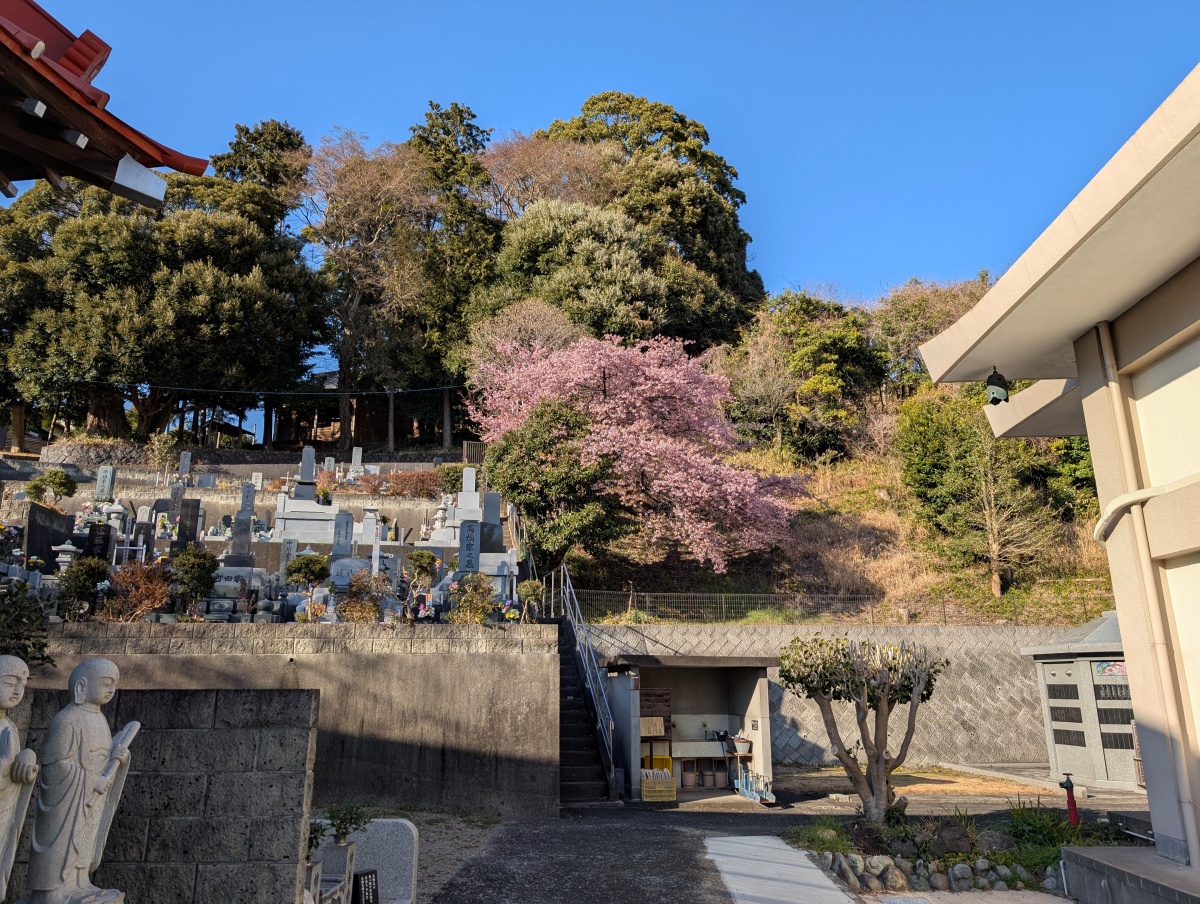 富士市 妙善寺の静寂な境内と早咲きの桜