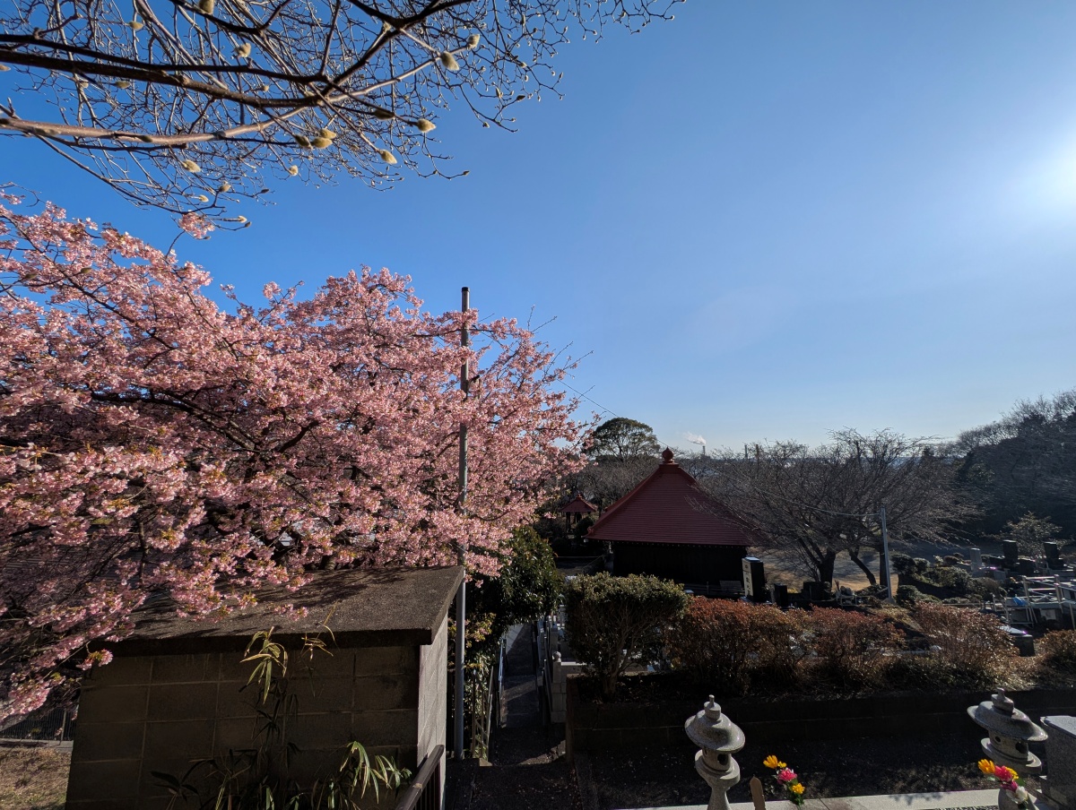 富士市 妙善寺の早咲き桜と風景
