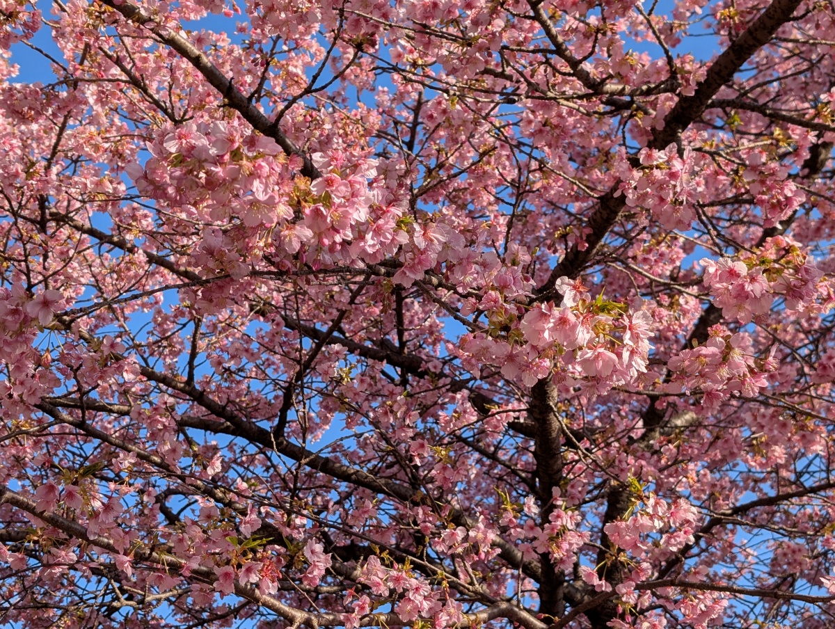 富士市 妙善寺の早咲き桜