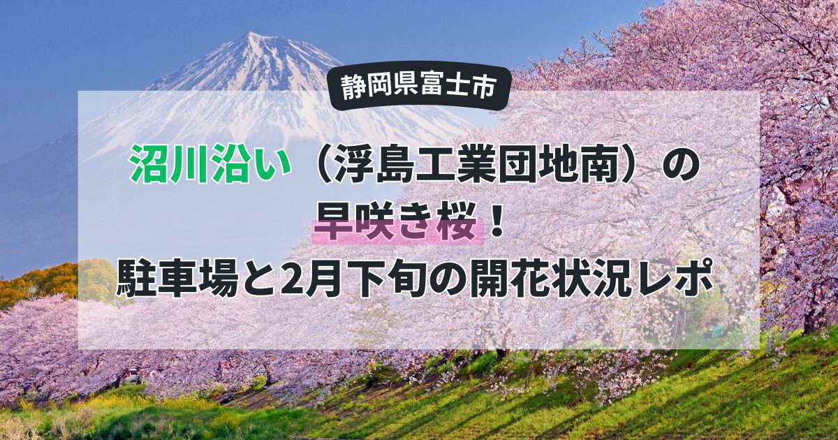 【富士市】沼川沿い（浮島工業団地南）の早咲き桜！駐車場と2月下旬の開花状況レポ