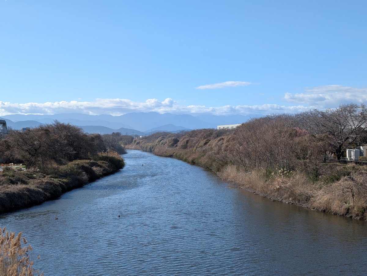 富士市 浮島工業団地の南を流れる沼川沿いの桜スポット