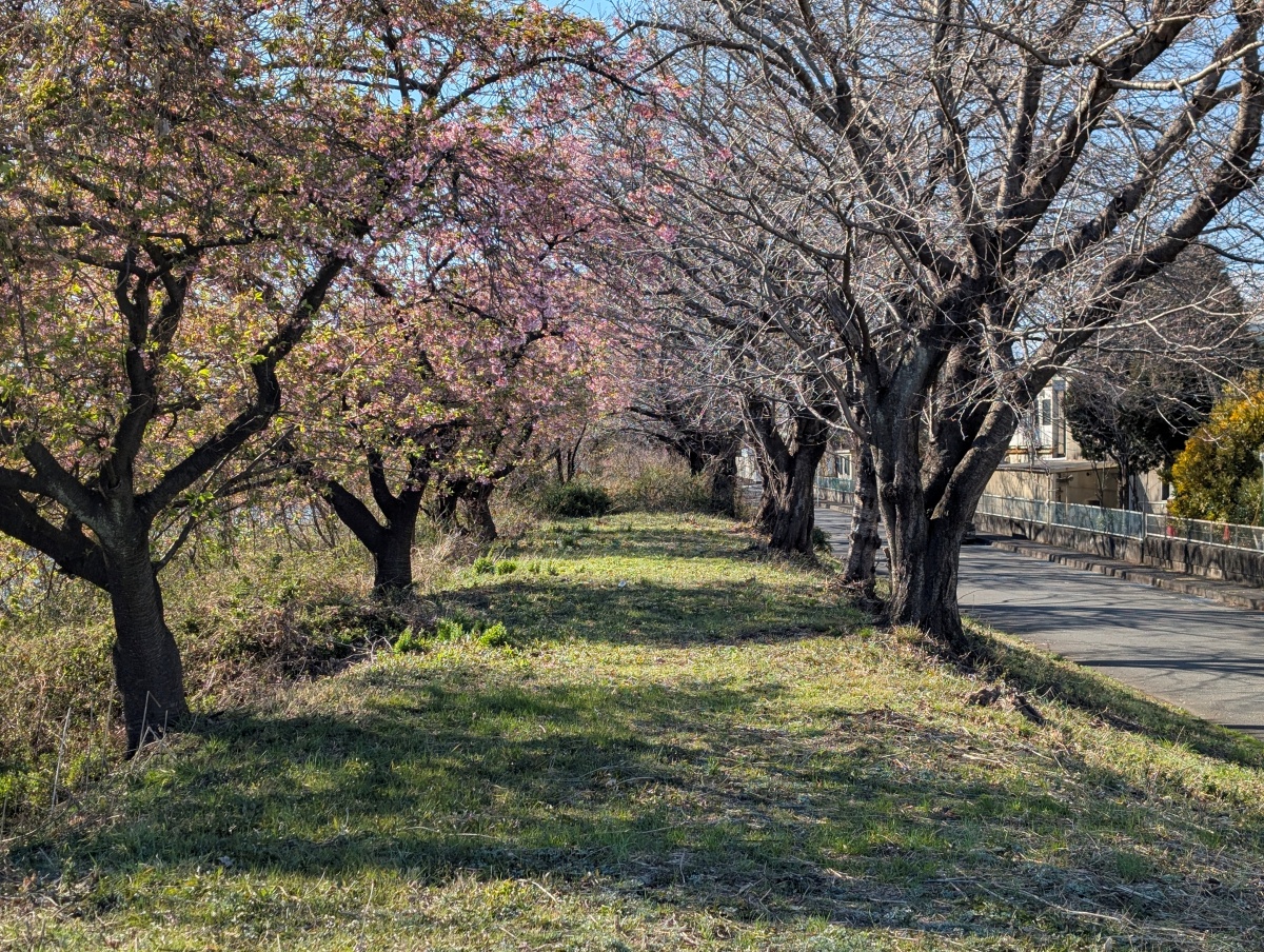 富士市　沼川の早咲き桜　2026年2月26日