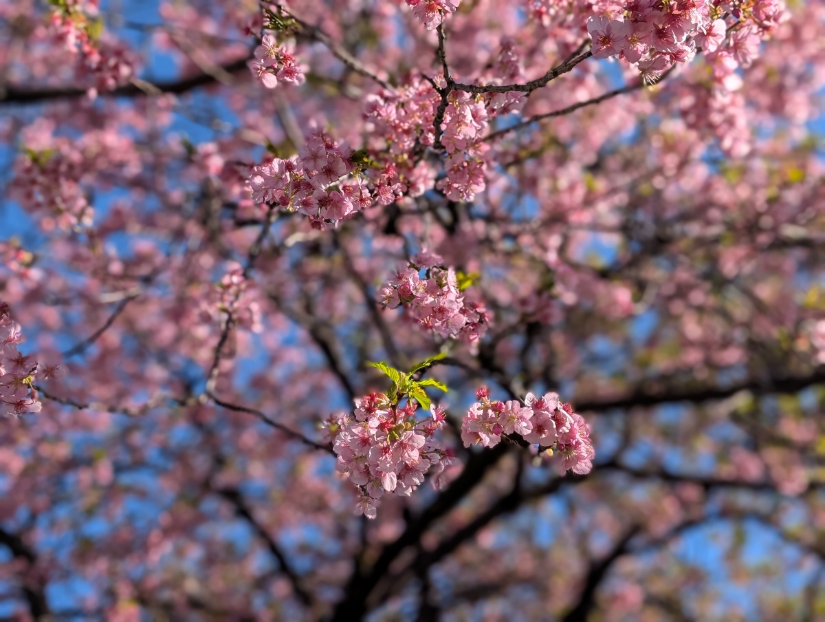 富士市　沼川の早咲き桜　2026年2月26日　アップ