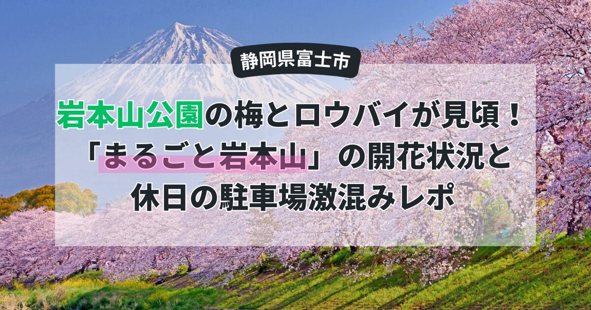 【2026年最新】岩本山公園の梅とロウバイが見頃！「まるごと岩本山」の開花状況と休日の駐車場激混みレポ