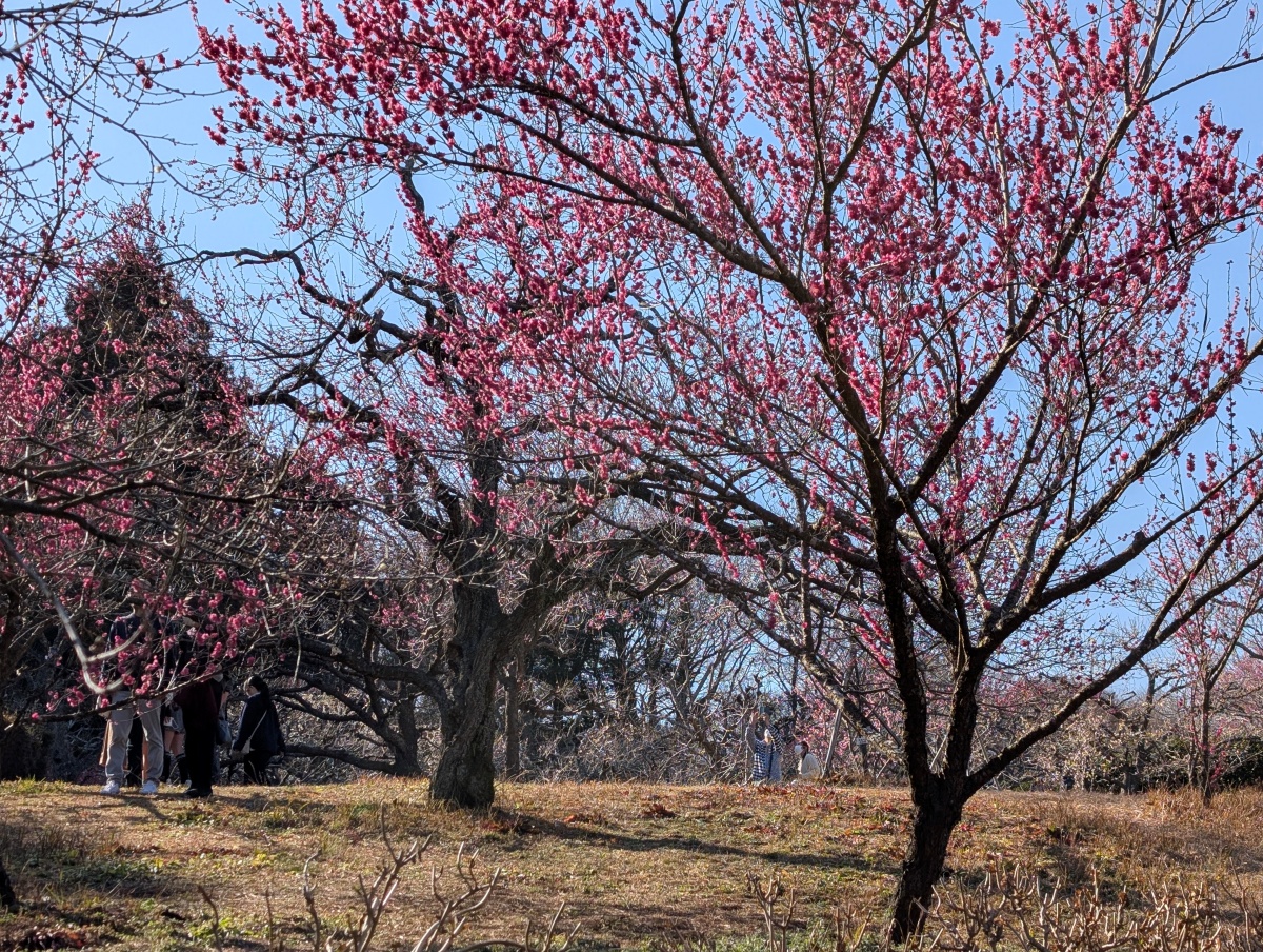 岩本山公園の梅園