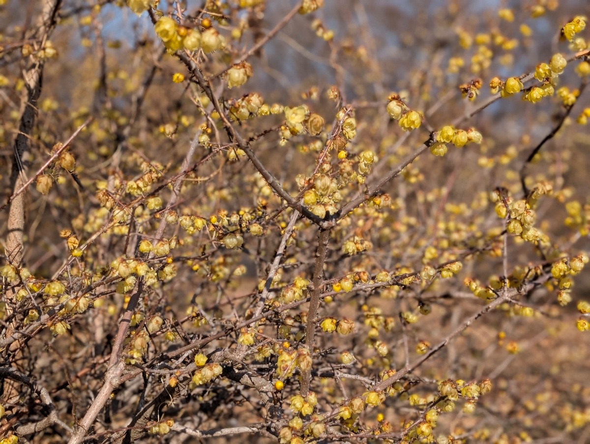 岩本山公園のロウバイ