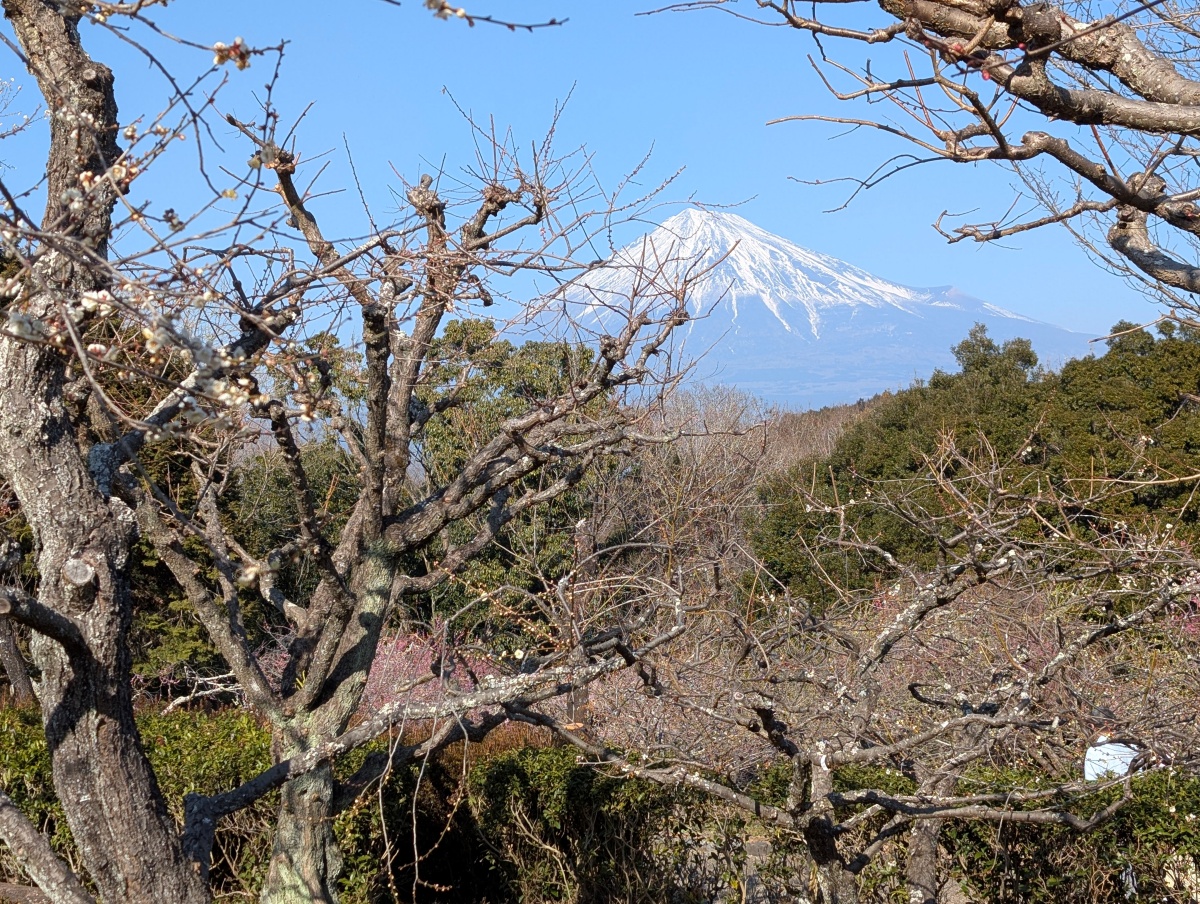 岩本山公園の梅と富士山