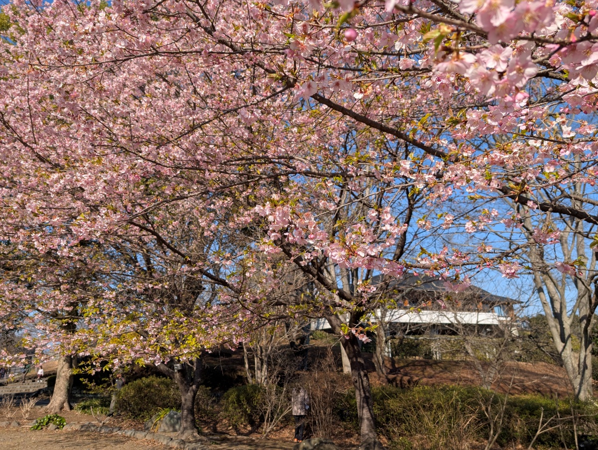岩本山公園の早咲きの桜