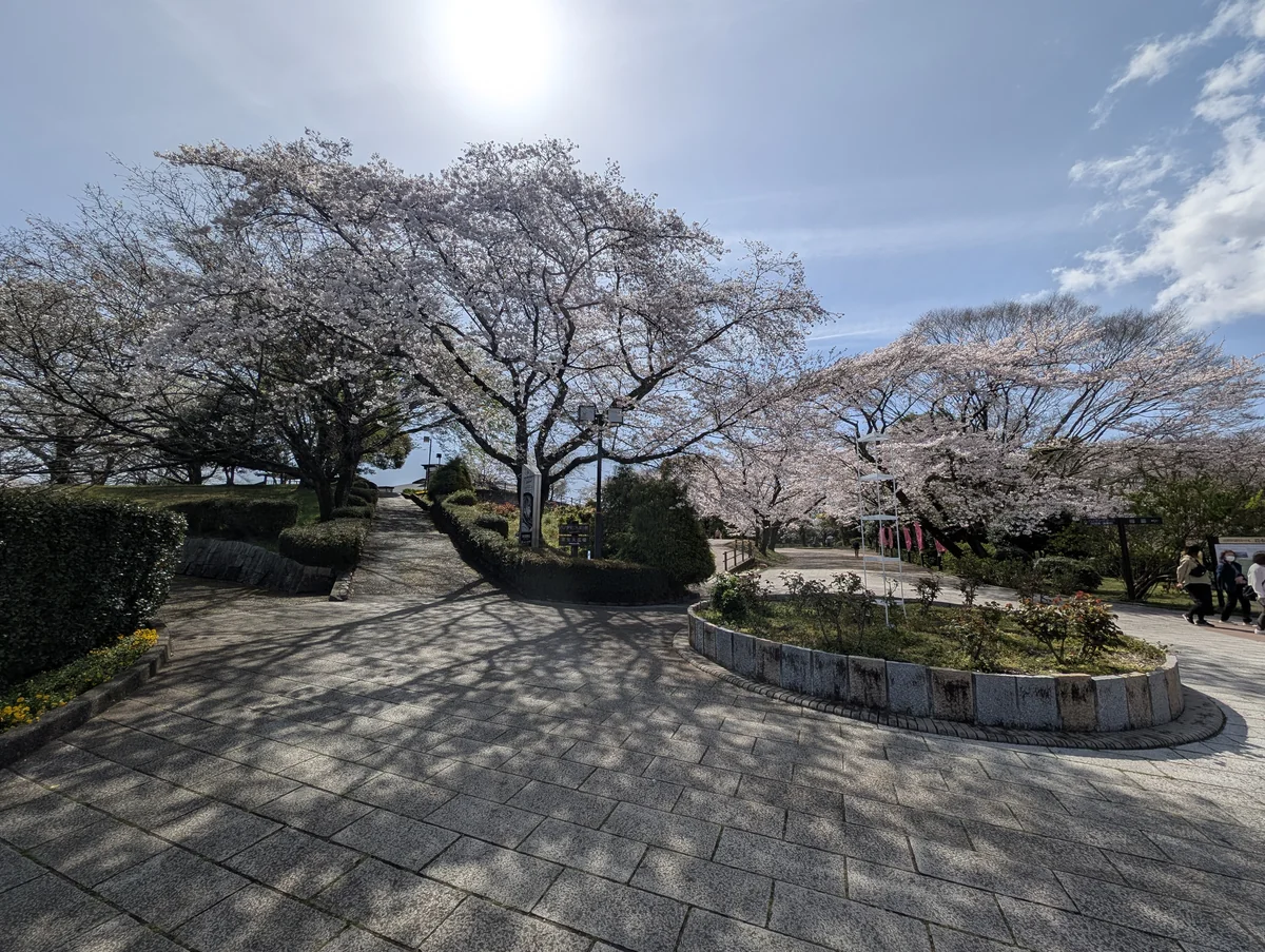 岩本山公園の入り口の桜