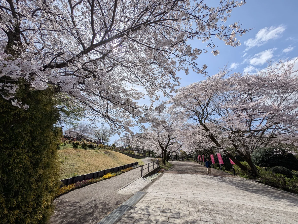 岩本山公園の入り口の桜のトンネル