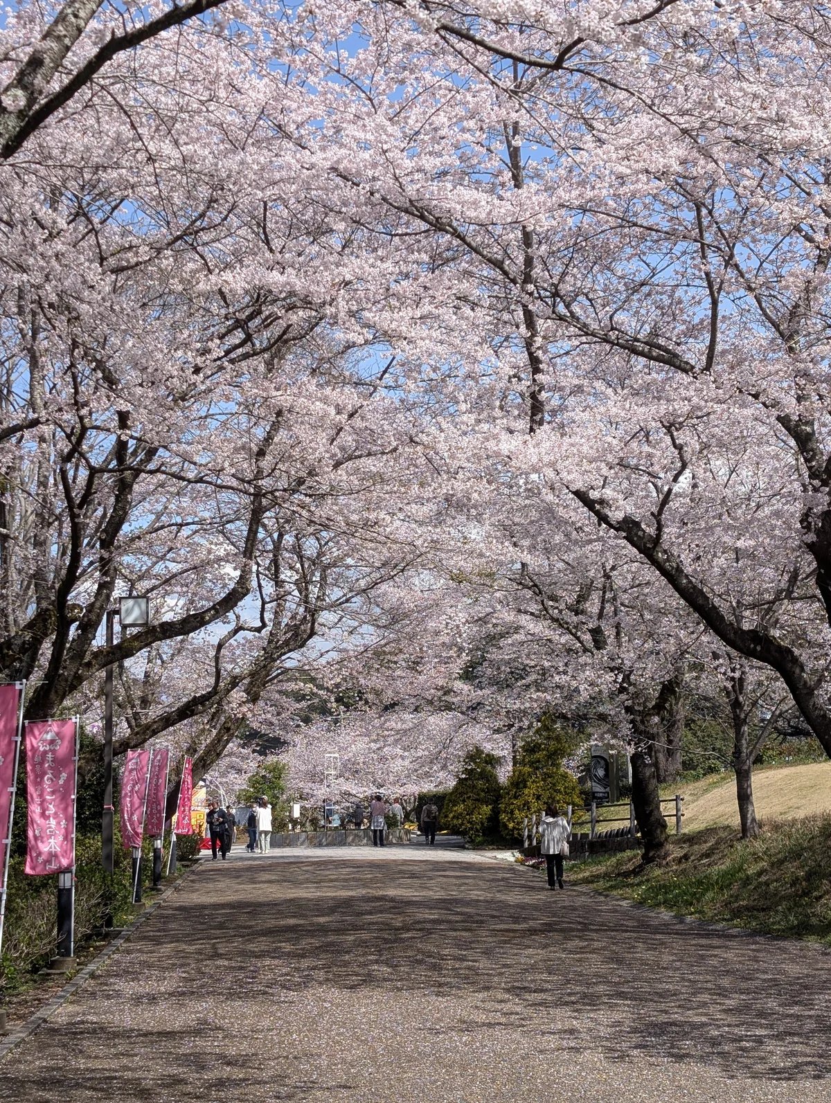 岩本山公園の大通りの桜のトンネル