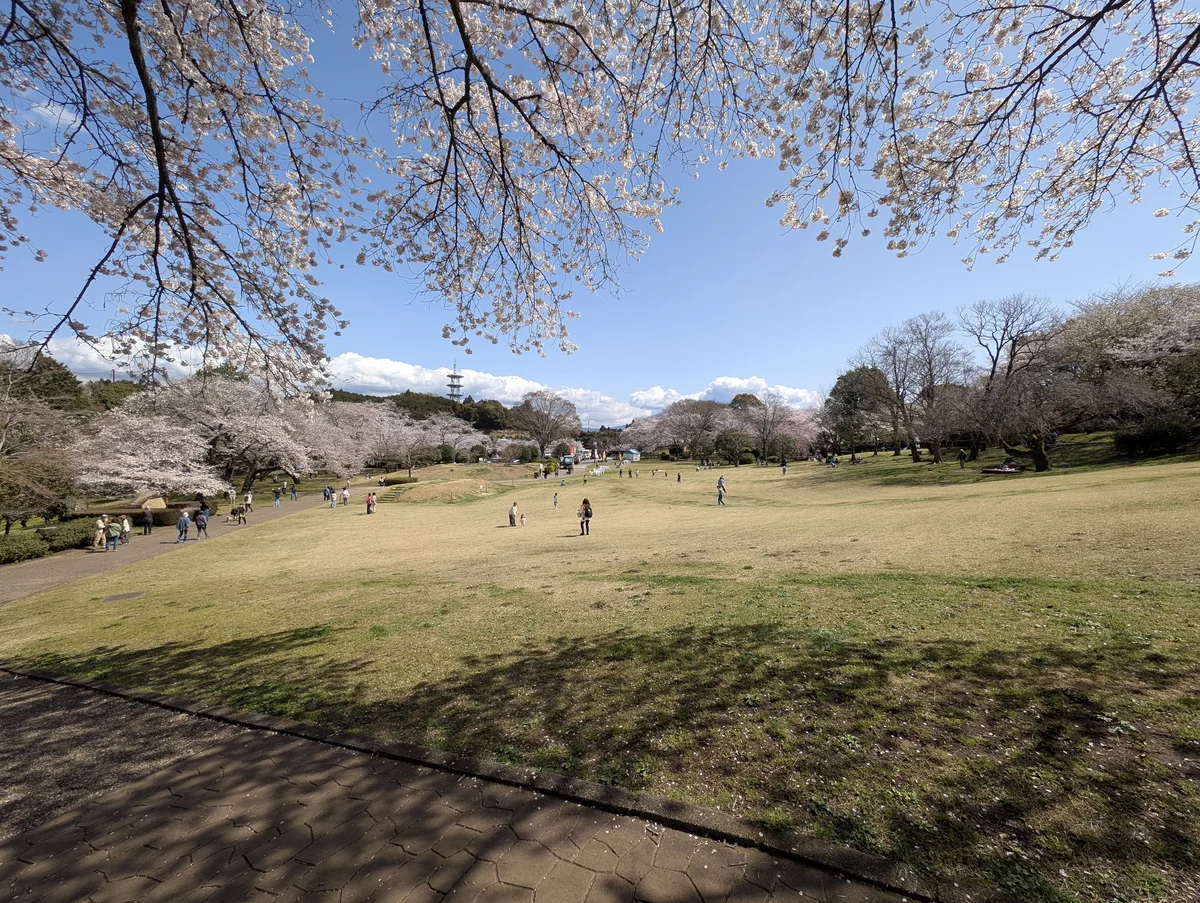 岩本山公園の芝生大広場