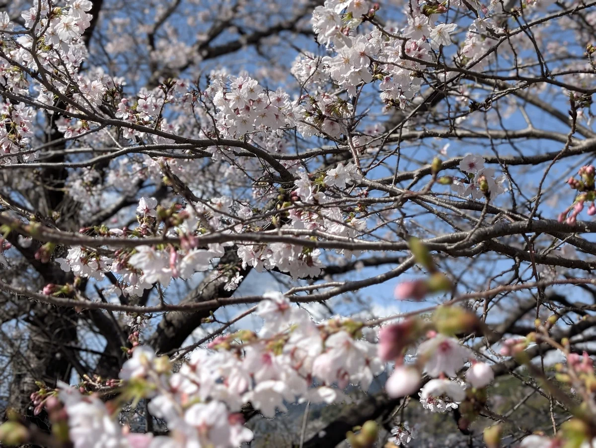 龍巖淵の3月下旬の桜アップ