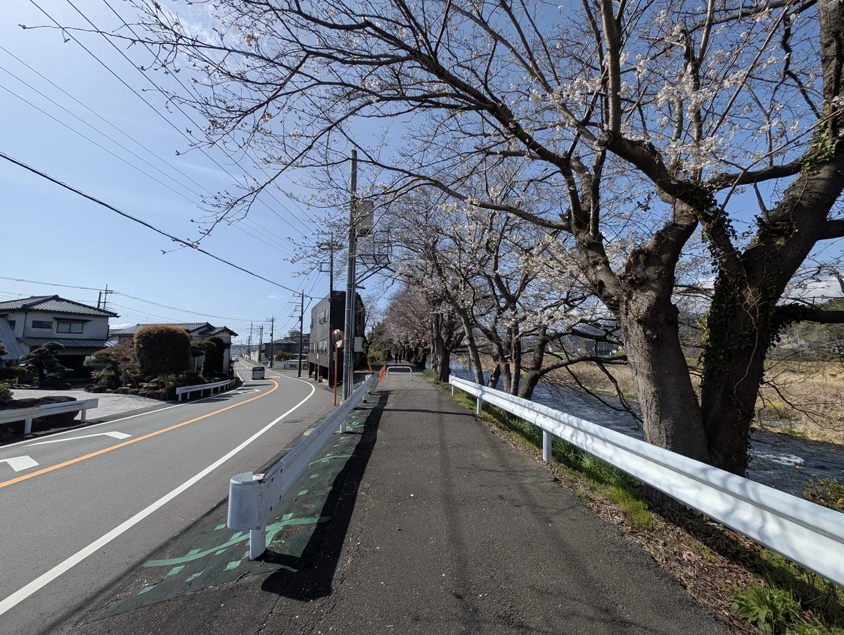 龍巖淵の3月下旬の桜は五分咲き