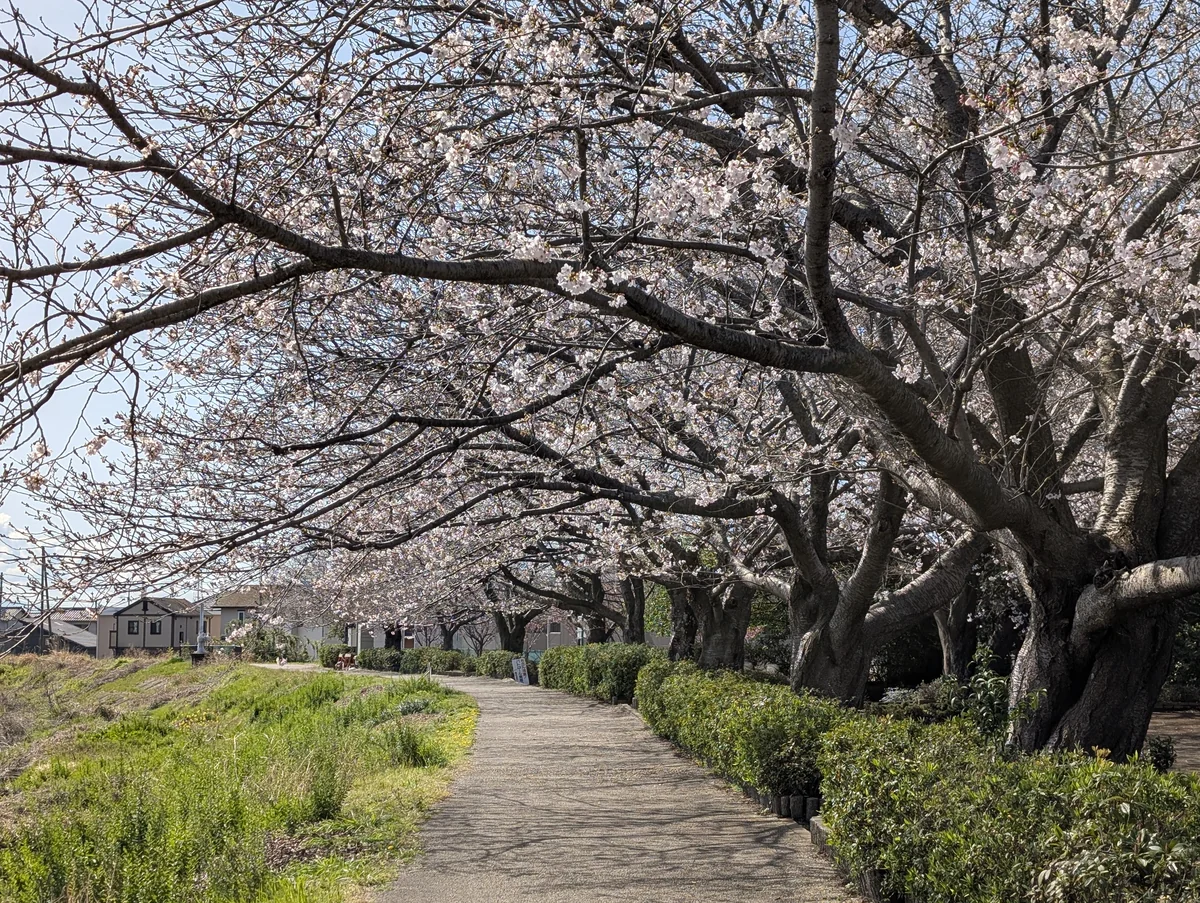 龍巖淵の滝戸公園にある河川敷を覆う桜